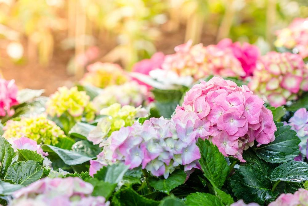 Your Quick Guide to Pruning Hydrangeas - Ritchie 饲料 & Seed Inc.